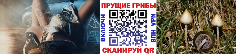 Псилоцибиновые грибы Cubensis  Сафоново 